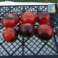 Семена томата «Чёрная тень»