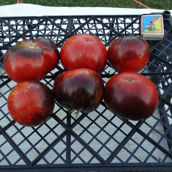 Насіння томату «Чорна тінь»