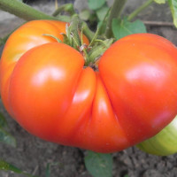 Tomato seeds «Goliath»