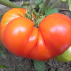 Tomato seeds «Goliath»