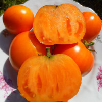 Tomato seeds «Dwarf orange pride»