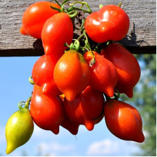 Tomato seeds «Mountain Vesuvius»