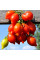 Tomato seeds «Mountain Vesuvius»