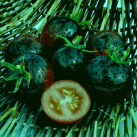 Tomato seeds «Maximum blue-green»