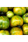 Tomato seeds «Zebra Rita»