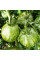 Tomato seeds «Zebra Rita»
