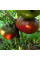 Насіння томату «Чорна людина моря»