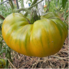 Tomato seeds «Malachite box»