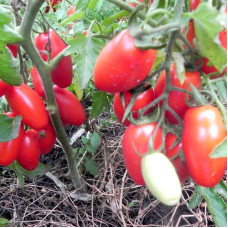 Tomato seeds «Red fang»