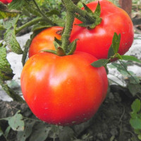 Tomato seeds «Katyusha»