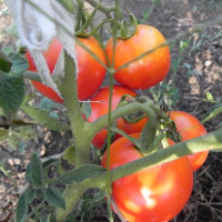 Tomato seeds «Abundant»