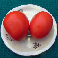 Tomato seeds «Homemade pickle»