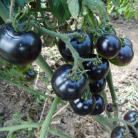 Насіння томату «Чернічеський черрі»