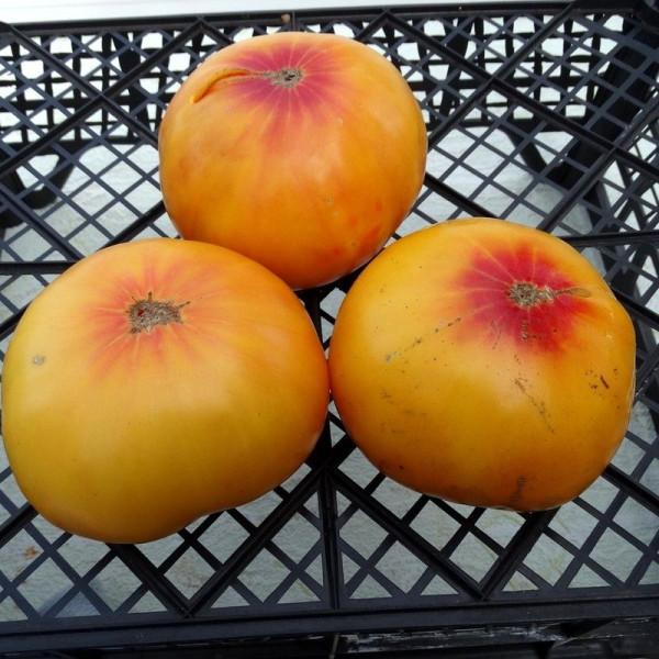 Tomato seeds «Grapefruit»