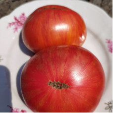 Tomato seeds «Dwarf firebird sweet»