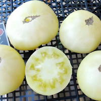 Насіння томату «Цукор білий»