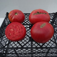 Tomato seeds «Mawlenowe»
