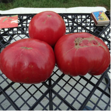 Tomato seeds «Da costa's portuguese»