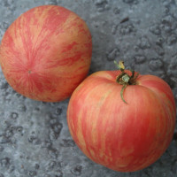 Tomato seeds «Pink furry boar»