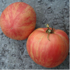 Насіння томату «Рожевий пухнастий кабан»