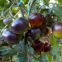 Tomato seeds «Chocolate marmalade»