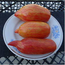 Насіння томату «Белла»