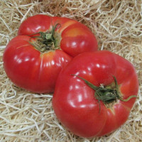 Tomato seeds «Azerbaijani»