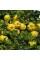 Quince seeds