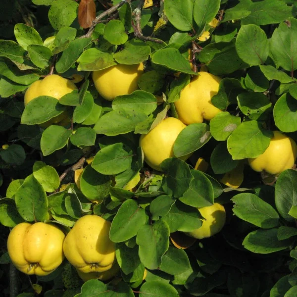 Quince seeds