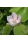 Quince seeds