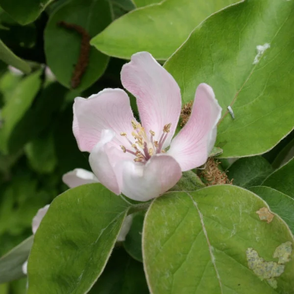 Quince seeds