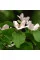 Quince seeds