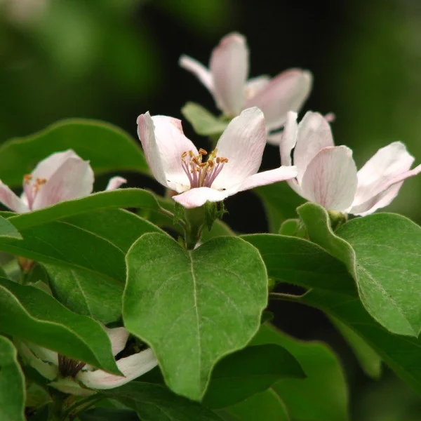 Quince seeds