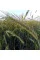 Rye seeds