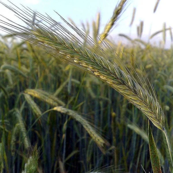 Rye seeds