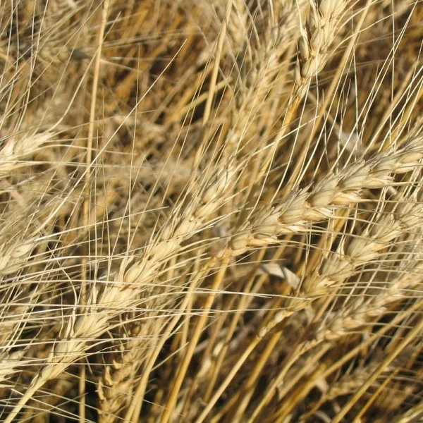 Rye seeds