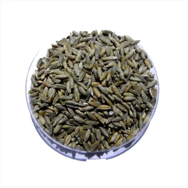 Rye seeds