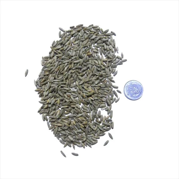 Rye seeds