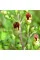 Figwort seeds