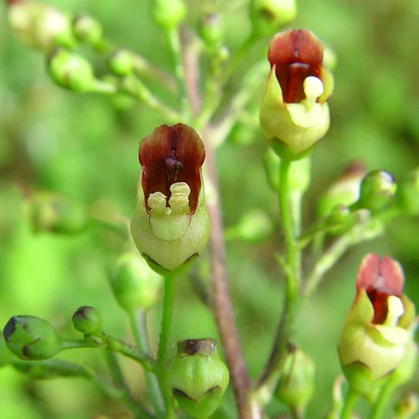 Figwort seeds