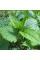 Figwort seeds