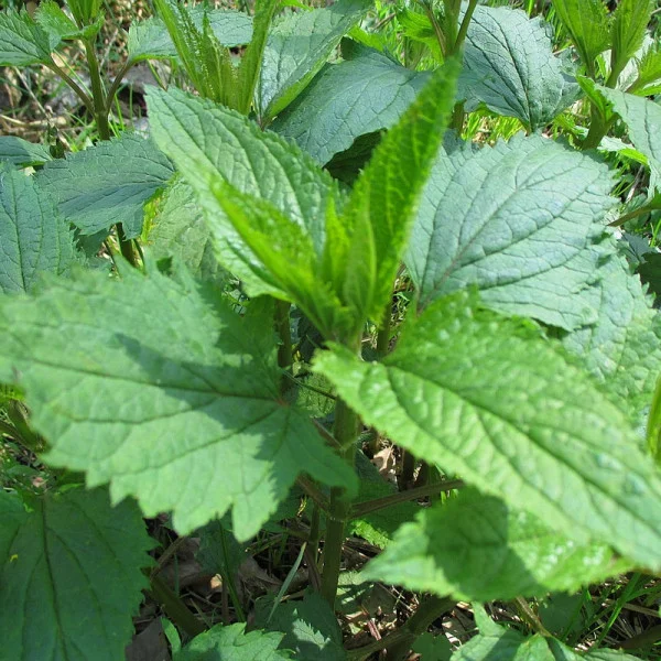 Figwort seeds