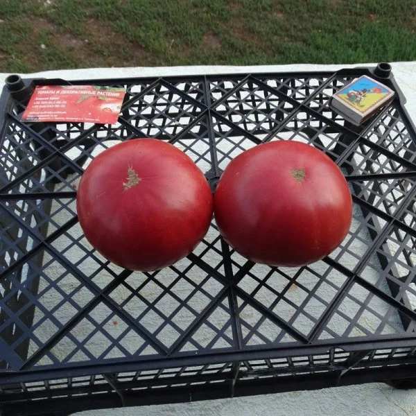 Tomato seeds «African Queen»