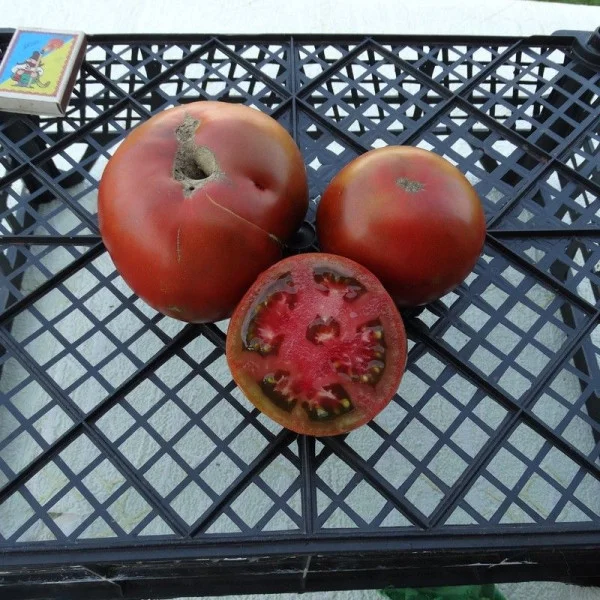 Tomato seeds «African Queen»