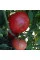 Tomato seeds «African Queen»