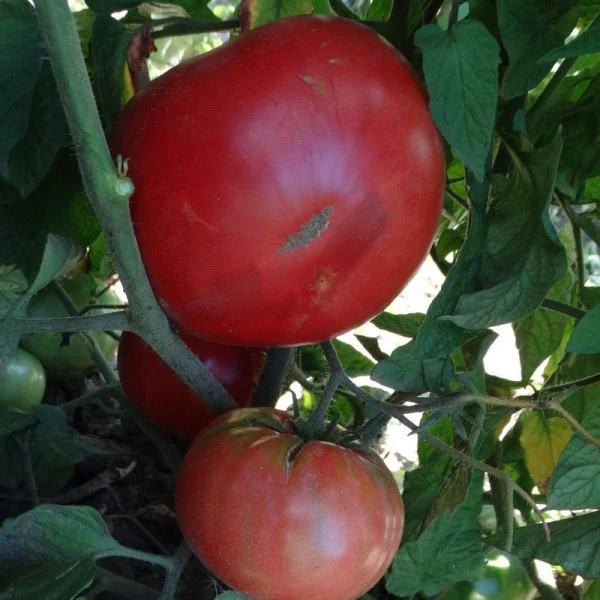 Tomato seeds «African Queen»