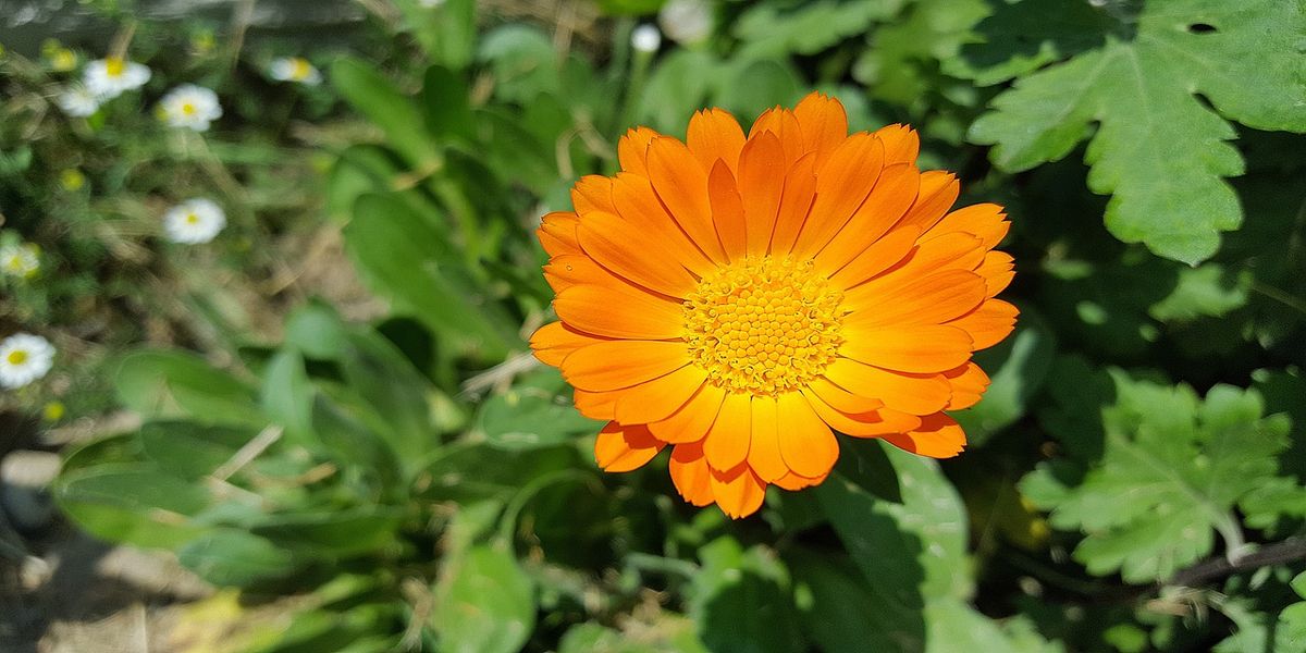 10_sedobnyh_cvetov