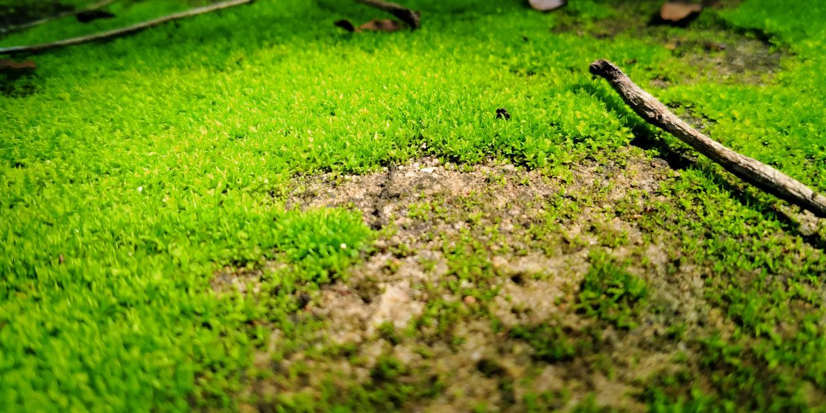 Moss on the lawn in autumn: why it appears and how to fight it
