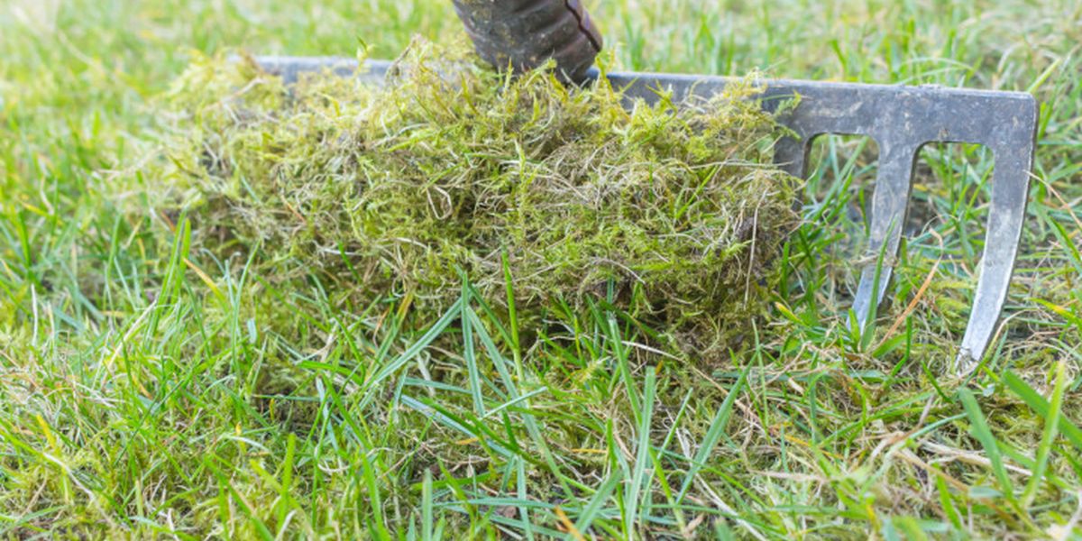Moss on the lawn in autumn: why it appears and how to fight it
