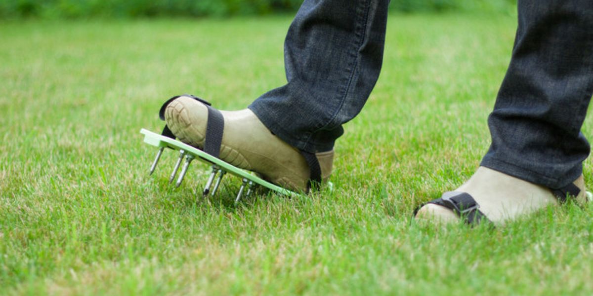 Moss on the lawn in autumn: why it appears and how to fight it